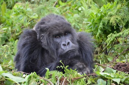 Budget Gorilla Trekking Uganda in Bwindi Impenetrable Forest Park 