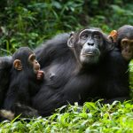 Chimpanzee Tour