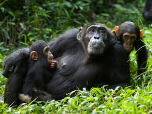 Chimpanzee Tour