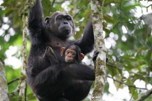 Kibale Uganda Chimpanzee Tracking