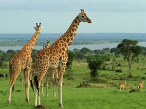 Rwanda National Parks