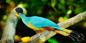 Semliki National Park Tour