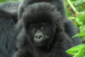 Rwanda Gorilla Adventure
