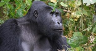 Chimpanzee - Gorilla Trekking Uganda