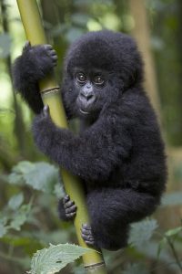 Gorilla Tour in Rwanda 1 Day