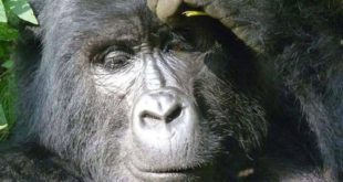 Bwindi gorilla safari