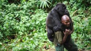 3 Days Gorilla Trekking Congo