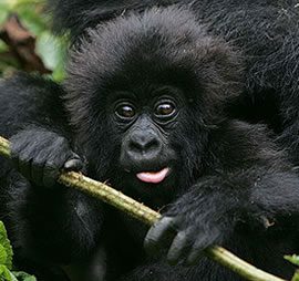 Rwanda Gorilla Trekking Safari Tour one Day
