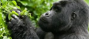 Rwanda Gorilla Trekking Safari Tour one Day