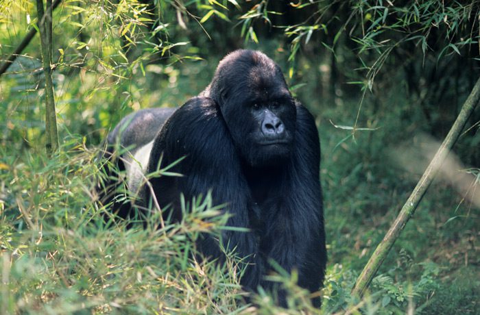 Congo Gorilla Tours and Gorilla Safari at Virunga National Park