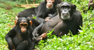 Chimpanzee Tracking in Kibale Forest