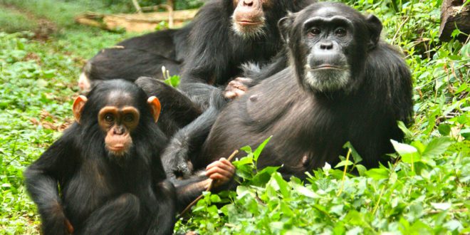 Chimpanzee Tracking in Kibale Forest