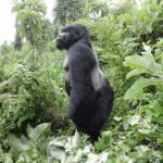 Budget Bwindi Gorilla trekking , Rwanda Gorilla Permits