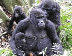 1 Day Gorilla Trekking Uganda