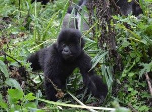 Congo Virunga National Park