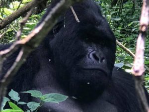 Gorilla Trekking Batwa Trail Mgahinga Park Uganda