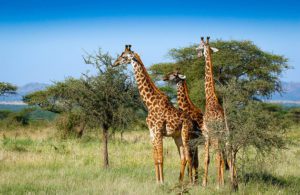 Akagera National Park