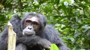Chimpanzee Tracking