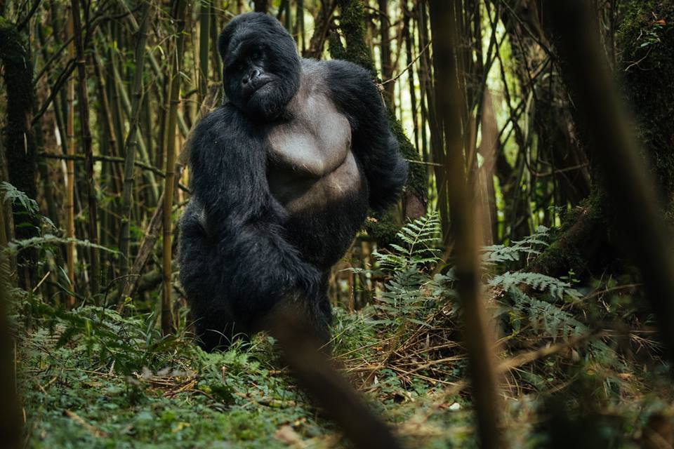 Gorilla Trekking Tips and Advise for Uganda, Rwanda and Congo