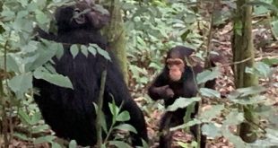 Chimpanzee Tracking