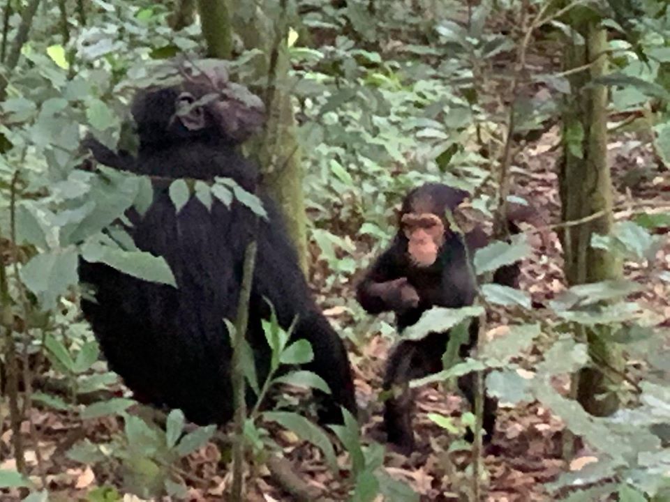 Gorilla Trip in Uganda and Chimpanzee Tracking for 4 Days