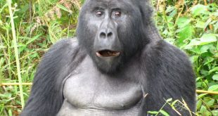 Budget Gorilla Trekking and Gorilla Tracking Safari Tours