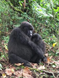 Kahuzi Biega National Park Gorilla Trekking 