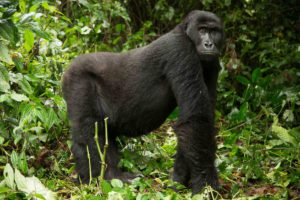 Kahuzi Biega National Park Gorilla Trekking