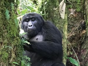See Gorillas in Rwanda 