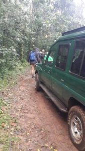 Budget Gorilla Trekking Rwanda