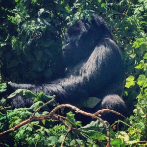 1 Day Gorilla Trekking Rwanda, Parc des Volcanoes