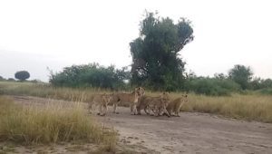 rwanda wild life safaris
