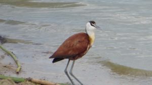 Bird Watching on Lake Bunyonyi