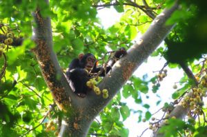 Chimpanzee Safaris