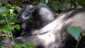 Uganda Primate Safaris