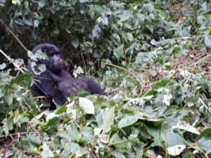 Kigali to Bwindi Gorilla Trekking