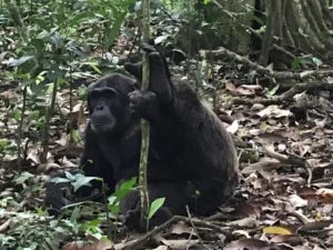 Chimpanzee Tracking Kibale Forest