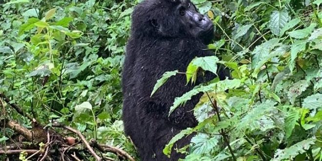 Gorilla Tracking in Rwanda