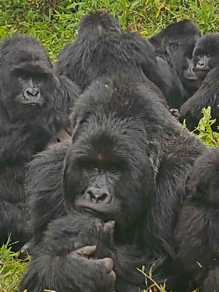 End of year Gorilla Trekking and New Year Gorilla Tour at 990$ for 2 Days 