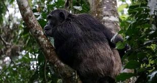 Chimpanzee Tracking