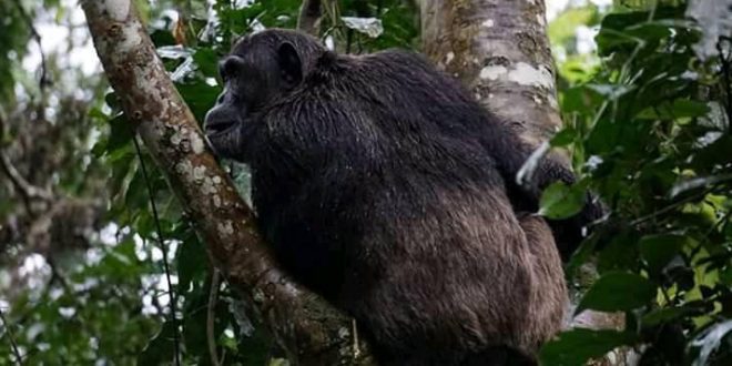 Chimpanzee Tracking