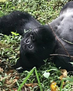 Gorilla Trekking Uganda,2 Days Bwindi Gorilla Trekking in Uganda