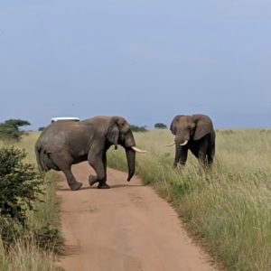 Budget Uganda Safari