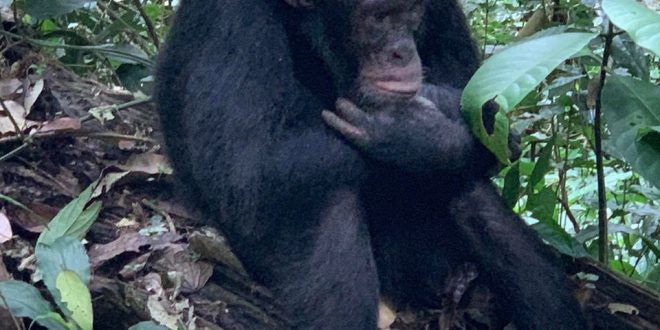 Chimpanzee Tours