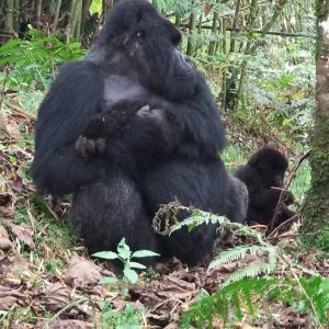 Trekking Gorillas in Rwanda