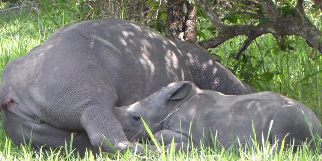 Ziwa Rhino Sanctuary