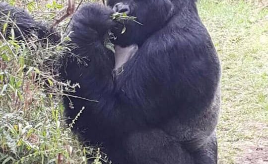 1 Day Gorilla Tour Uganda