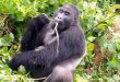 2 day Gorilla Trekking Rwanda