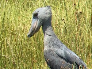 Bird Watching in Uganda