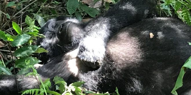 Book Congo Gorilla Permits